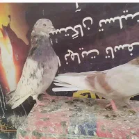 کفتر بسیار عالی|پرنده|فرمهین, |دیوار