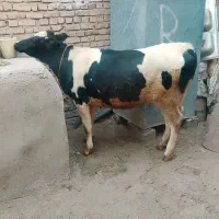 گوساله ماده چاق بدون چربی