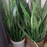 گل سانسوریا|گل و گیاه طبیعی|رشت, حمیدیان|دیوار