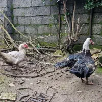 اردک اسراییلی نر