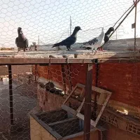 کفتر|پرنده|رفسنجان, |دیوار