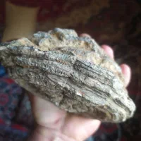 فسیل سنگی|کلکسیون اشیاء عتیقه|روانسر, |دیوار