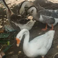 خروس محلی برای قربانی و نسل گیری|حیوانات مزرعه|نوشهر, |دیوار