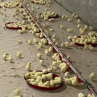 یه یک کارگر جهت کار درمرغداری نیازمندیم