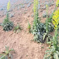 فروش زمین  400متری در دهنو|فروش زمین و ملک کلنگی|اصفهان, دهنو|دیوار