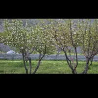 باغ در سی سخت|فروش دفتر صنعتی، کشاورزی، تجاری|سیسخت, |دیوار