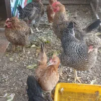 مرغ بومی تخم گذار و گوشی