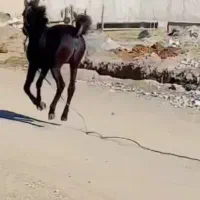 اسب مادیان|اسب و تجهیزات اسب‌سواری|سنندج, |دیوار