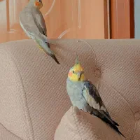 عروس هلندی