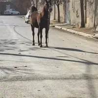 مادیان|اسب و تجهیزات اسب‌سواری|کبودرآهنگ, |دیوار