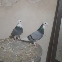 کفتریک جفت ابلغ سبز خوشگل