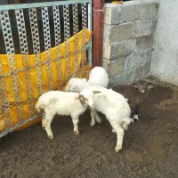 4بره تالشی و1بره بزرگتر