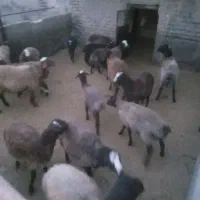 بره از شیر بریده تمیز