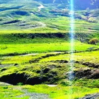 فروش یونجه ، علف