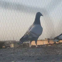 کبوتر