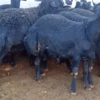 بره قوچ های موفر