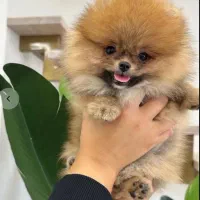 توله سگ های اصیل عروسکی