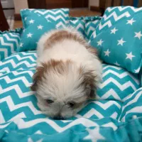 شیتزو فلت|سگ|رشت, رودباری|دیوار