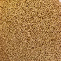 گندم تمیز درجه یک