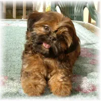 سگ آپارتمان خانگی