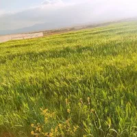 باغ-شهرضا-صحرای-چغاد