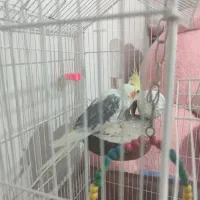 عروس هلندی نر۸