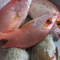 قایق سواری وماهیگیری تفریحی در سیراف