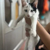 واگذاری گربه تاکسیدو