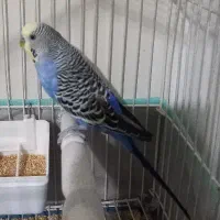 مرغ عشق انگلیسی نر رینبو|پرنده|تهران, مسعودیه|دیوار