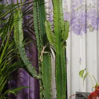 گیاه آپارتمانی افوربیا|گل و گیاه طبیعی|محمدشهر, محمدشهر|دیوار