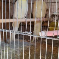 شهرک چمران|پرنده|چمران, |دیوار