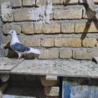 سرور پلاکی|پرنده|مرودشت, رودبال|دیوار