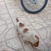 سگ پاکوتاه واگذار میشه|سگ|مشهد, پنجتن|دیوار