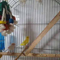 یک جفت قناری نر و ماده جوان  با تضمین سلامت|پرنده|بجنورد, |دیوار