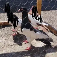 یک عدد یهودی نر درشت