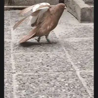 جوجه یا جوانه