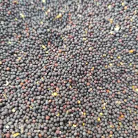 کلزا|خدمات باغبانی و درختکاری|گالیکش, |دیوار