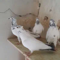کفتر
