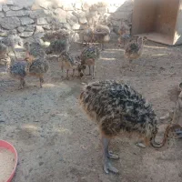 فروش جوجه شترمرغ|حیوانات مزرعه|بناب, |دیوار