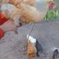 مرغ برهمان|حیوانات مزرعه|مرند, |دیوار