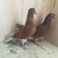 کبوتر|پرنده|مراغه, |دیوار