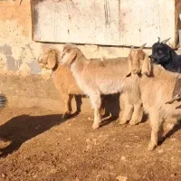 بز. کهره ماده داشتی وکشتنی. میش بره دار