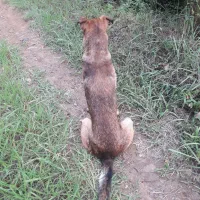 سگ گمشده مژدگانی برای یابنده|سگ|املش, |دیوار