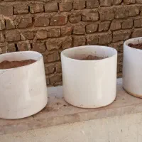 گلدان درحد|گل و گیاه طبیعی|ساوه, |دیوار