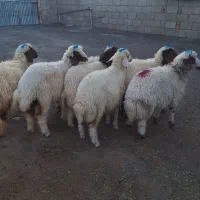 بره دوبری