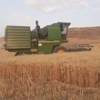 گندم بیدگل