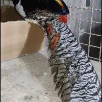 طاووس مصری و تیرنگ بلژیکی|حیوانات مزرعه|سبزوار, صالح آباد|دیوار