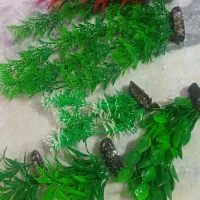 آکواریوم ماهی|ماهی|کرمانشاه, |دیوار