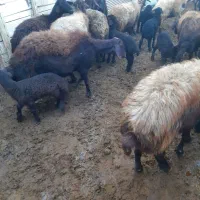 گوسفند بره دار