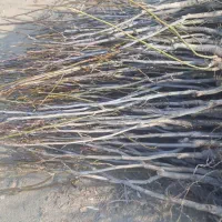 فروش نهال گردو تضمینی درنهالستان قنبری|گل و گیاه طبیعی|ارومیه, |دیوار